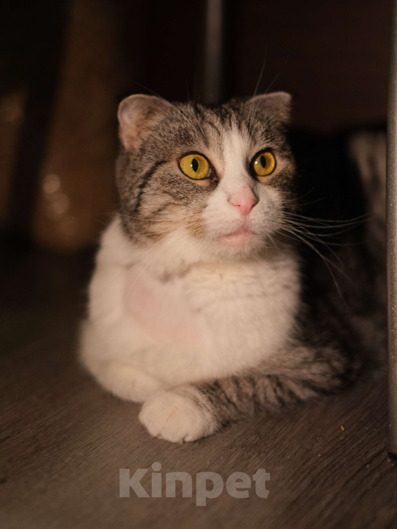 Кошки в Санкт-Петербурге: Кошечка ищет дом Девочка, Бесплатно - фото 2