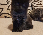 Кошки в Москве: Мейн-кун  черный дым Мальчик, 50 000 руб. - фото 8