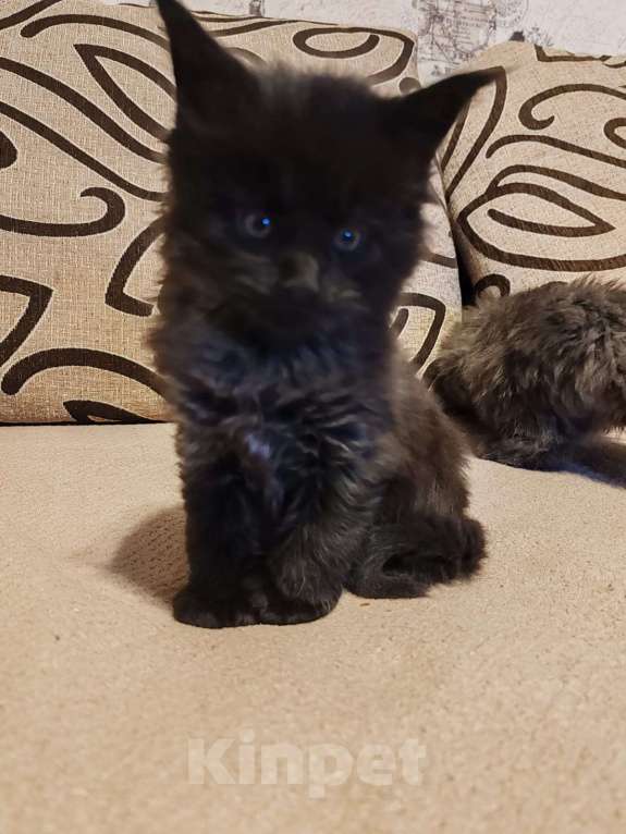 Кошки в Москве: Мейн-кун  черный дым Мальчик, 50 000 руб. - фото 8