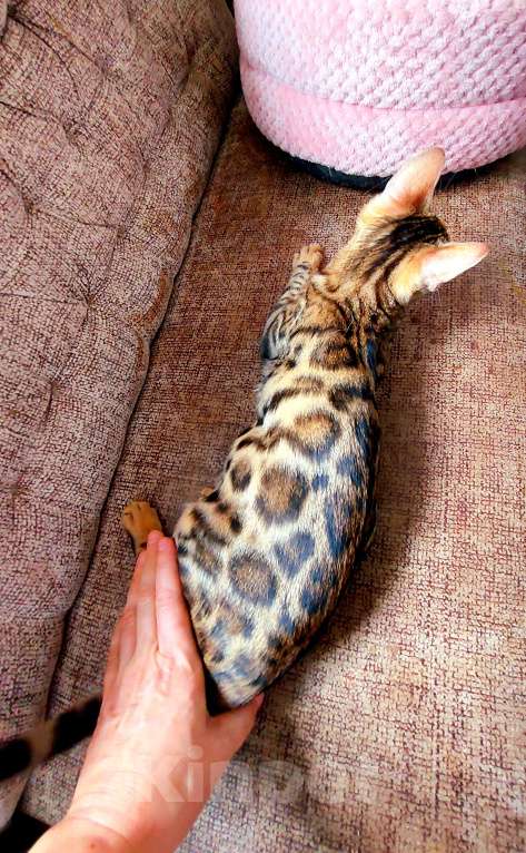 Кошки в Москве: Бенгальские шоу малыши Девочка, Бесплатно - фото 6