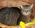 Кошки в Калуге: Тигран Потапыч, настоящий полосатый кот в добрые руки. Мальчик, Бесплатно - фото 1