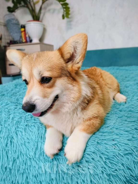 Собаки в Воронеже: Вельш корги пемброк девочка Девочка, 30 000 руб. - фото 8