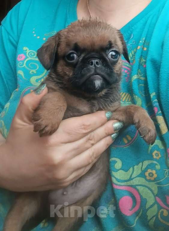 Собаки в Москве: Мальчик пти-брабансон в Москве Мальчик, 30 000 руб. - фото 1