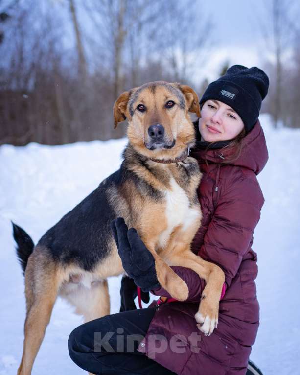Собаки в Москве: Активный, жизнерадостный особенный мальчишка Мальчик, Бесплатно - фото 8