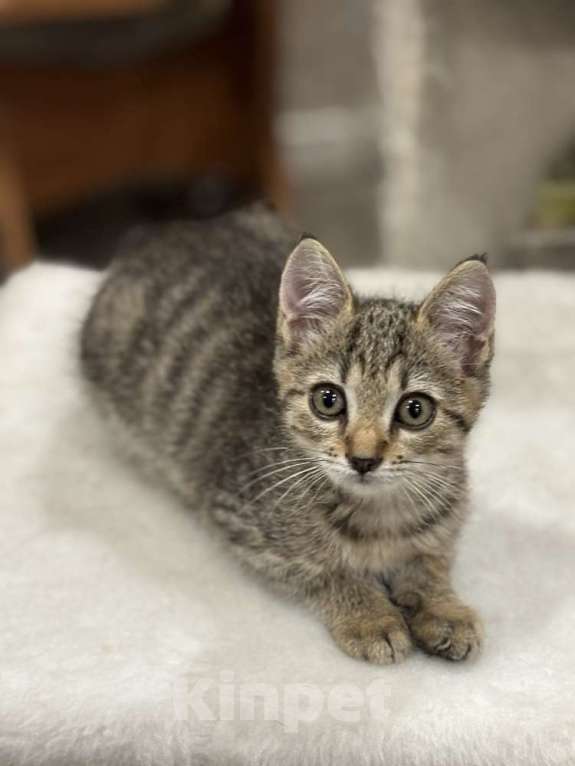 Кошки в Москве: Микки-котенок мечты для вашей семьи! Мальчик, Бесплатно - фото 4