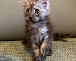 Кошки в Рыбном: Котята Мейн -кунята  Мальчик, 15 000 руб. - фото 1