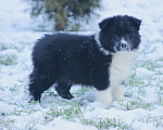 Собаки в других городах Московской области: Щенки Бордер Колли  Девочка, 90 000 руб. - фото 3