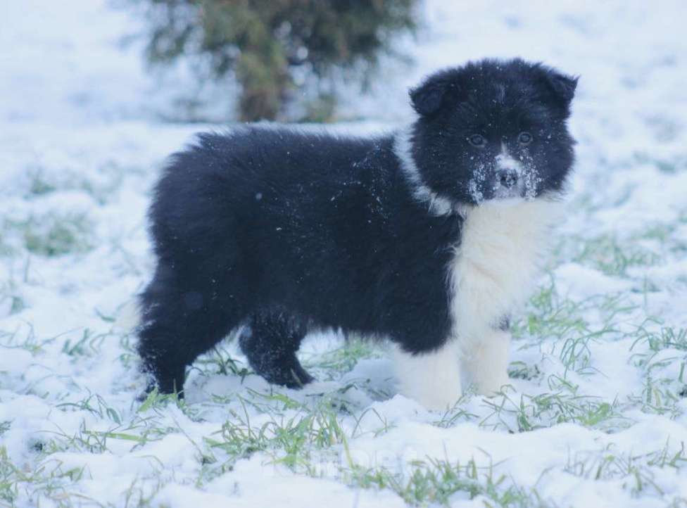 Собаки в других городах Московской области: Щенки Бордер Колли  Девочка, 90 000 руб. - фото 3
