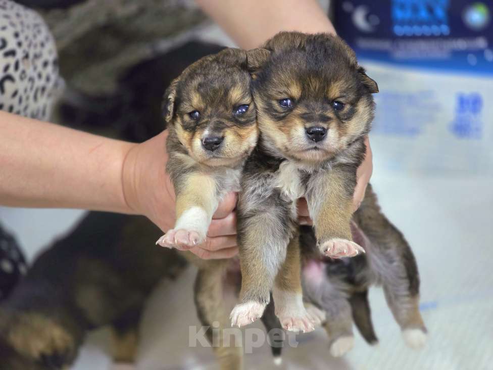 Собаки в Новосибирске: Щенок Толгат 1 мес. Доставим по Новосибирску и нсо.  Мальчик, Бесплатно - фото 4
