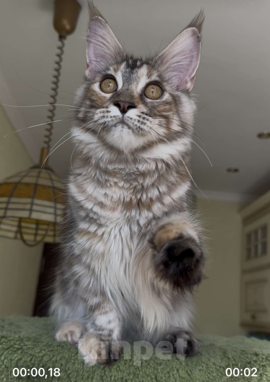 Кошки в Санкт-Петербурге: КАРСМЕЛЬКА Девочка, 45 000 руб. - фото 3