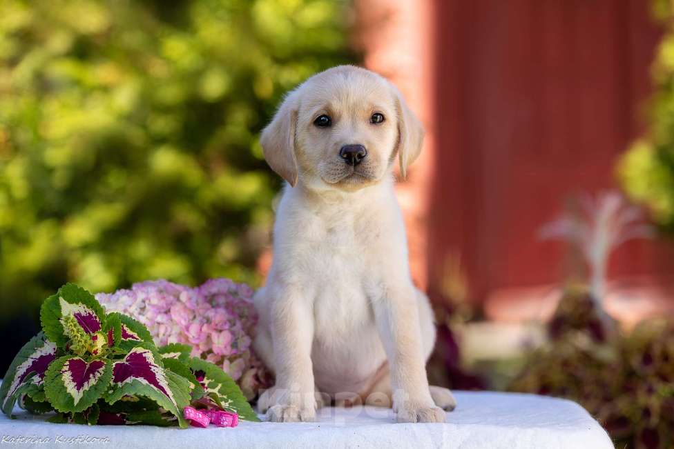 Собаки в Москве: Палевый щенок лабрадора  Девочка, 100 000 руб. - фото 4