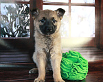 Собаки в Пушкино: Герда активная девочка в поисках своей семьи Девочка, 1 руб. - фото 2