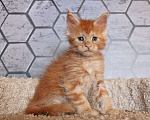 Кошки в Мурманске: Maine-coon Мальчик, 35 000 руб. - фото 3