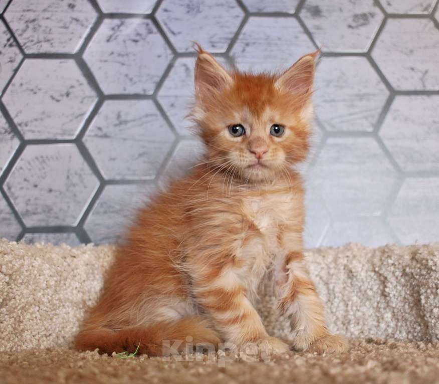 Кошки в Мурманске: Maine-coon Мальчик, 35 000 руб. - фото 3