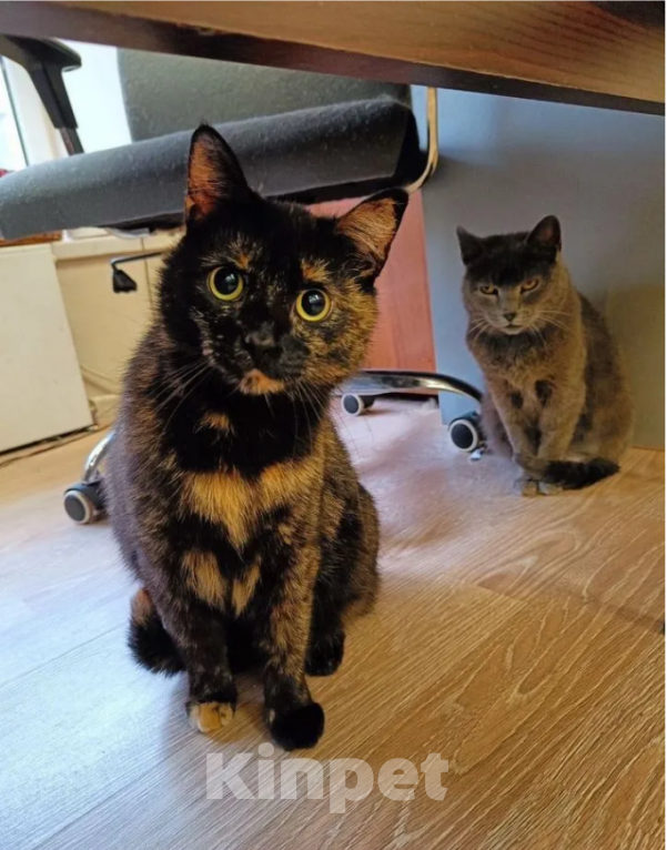 Кошки в Санкт-Петербурге: Сёмга - кошечка шикарного окраса ищет дом Девочка, Бесплатно - фото 1