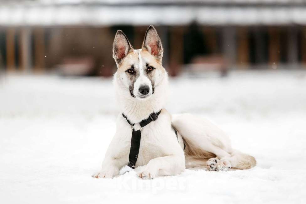 Собаки в Москве: Милая Пенка ищет дом Девочка, Бесплатно - фото 1