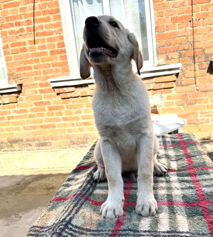 Собаки в Краснодаре: Щенки лабрадора палевые ркф Мальчик, 25 000 руб. - фото 7