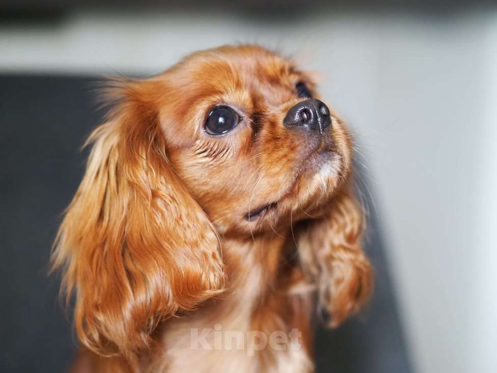 Собаки в Воронеже: Кавалер кинг Чарльз спаниель Девочка, Бесплатно - фото 2