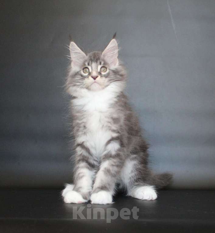 Кошки в Екатеринбурге: Даймонд Димочка Мальчик, 50 000 руб. - фото 5