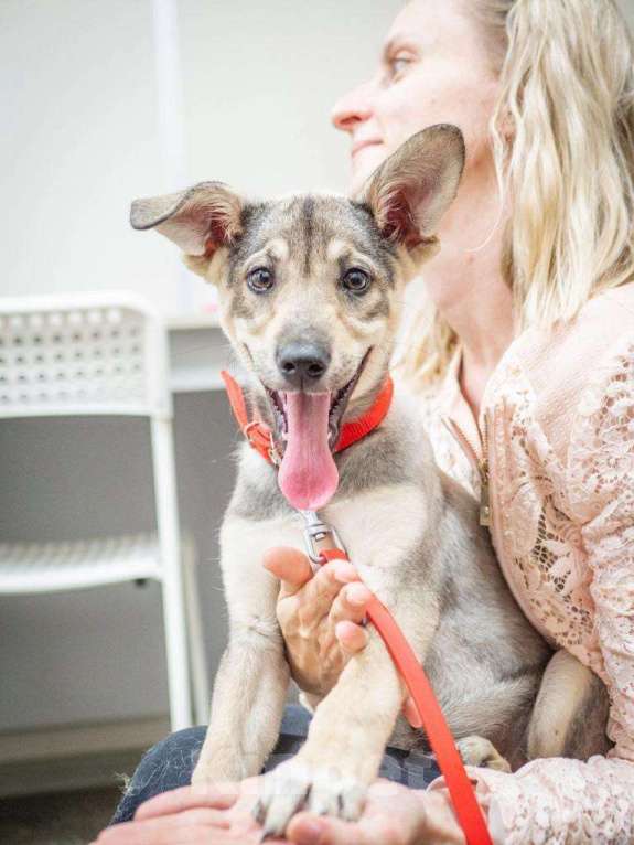 Собаки в Москве: Друг в добрые руки Девочка, 1 руб. - фото 2