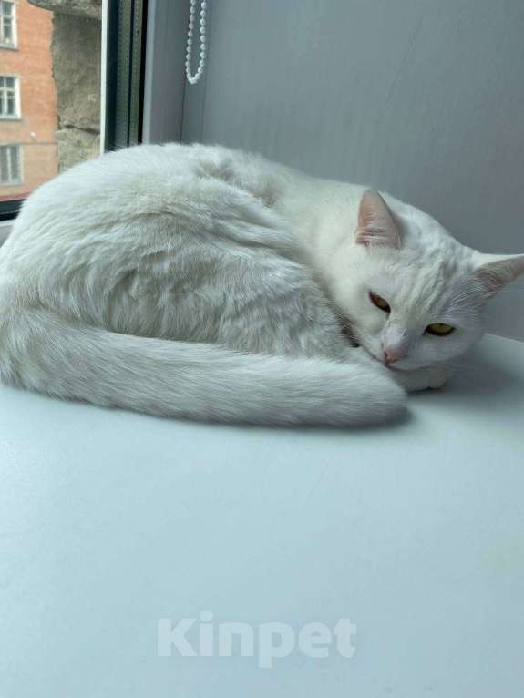 Кошки в Казани: Потерял белую кошку Мия Девочка, 2 000 руб. - фото 1