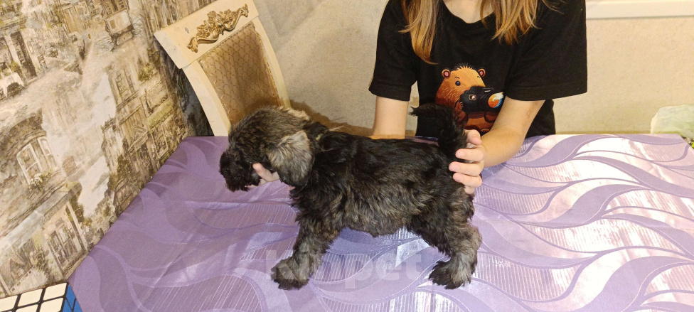 Собаки в Москве: Цвергшнауцер перец соль Мальчик, 65 000 руб. - фото 1