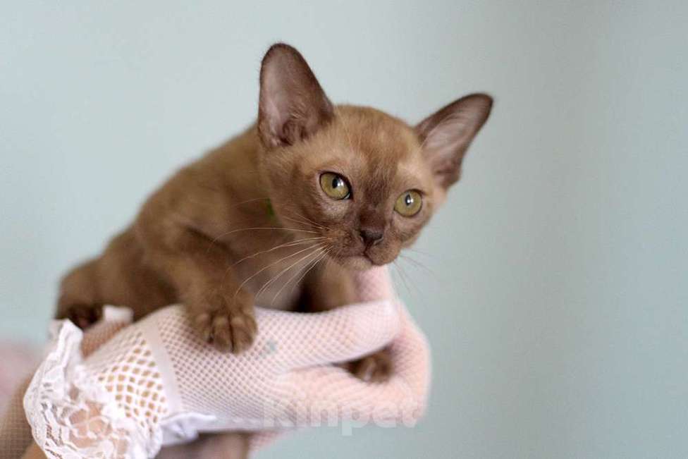 Кошки в Москве: Бурма - котята из питомника Разнополые, 90 000 руб. - фото 7