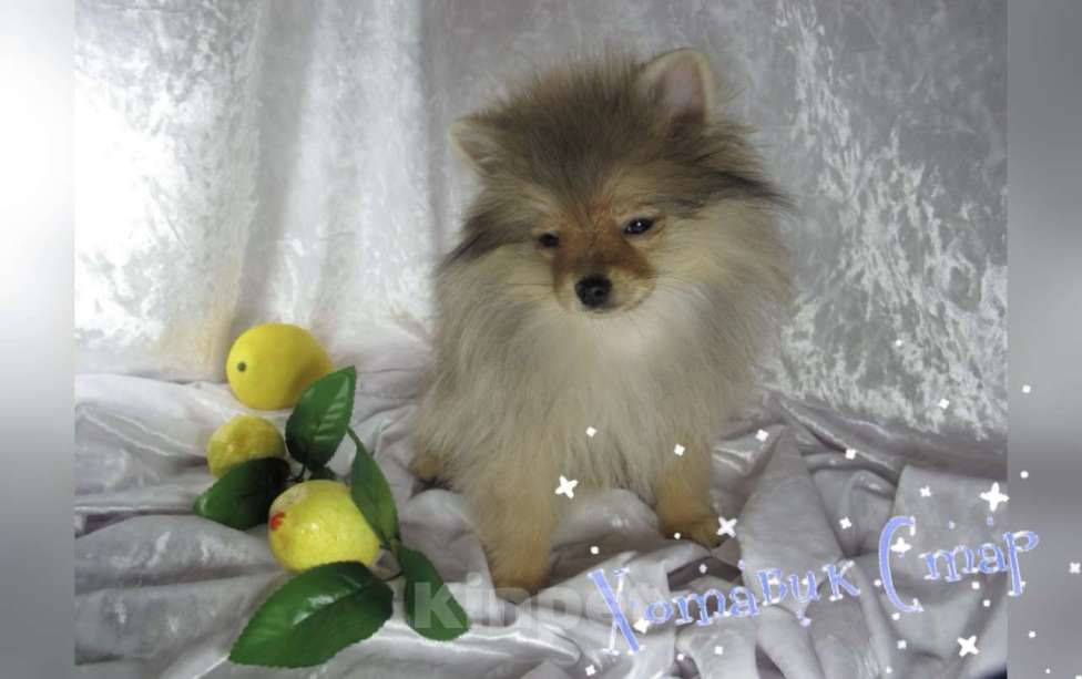 Собаки в Москве: Мальчик померанского шпица Мальчик, Бесплатно - фото 1