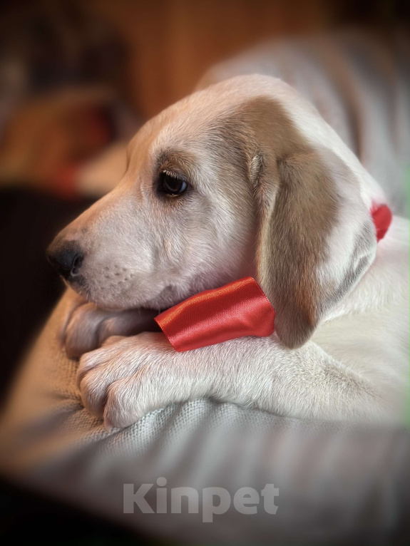 Собаки в Раменском: Бусинка ищет любящую семью Девочка, 1 руб. - фото 4