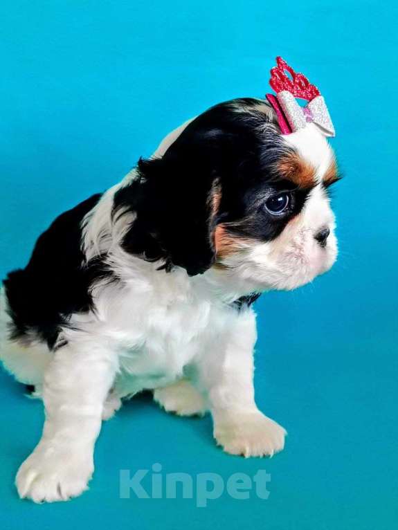 Собаки в других городах Московской области: Девочка кавалер кинг чарльз спаниель Девочка, Бесплатно - фото 1