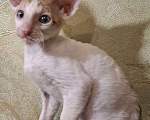 Кошки в Саратове: Чистокровные корниши мальчики и девочки Девочка, 25 руб. - фото 3