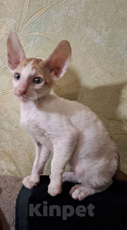 Кошки в Саратове: Чистокровные корниши мальчики и девочки Девочка, 25 руб. - фото 3