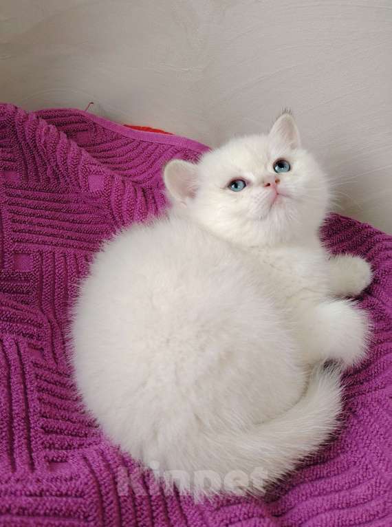 Кошки в Бору: Британская золотая шиншилла Мальчик, 40 000 руб. - фото 2