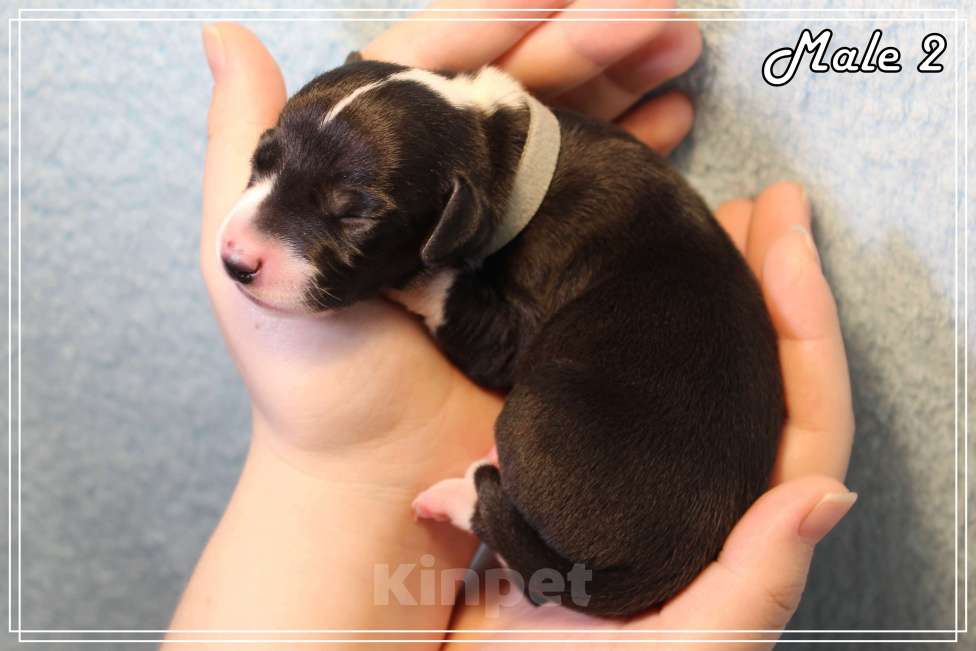 Собаки в Москве: Интересный щенок уиппета Мальчик, Бесплатно - фото 4