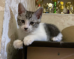 Кошки в Волгограде: Курильский бобтейл котенок Мальчик, 30 000 руб. - фото 1