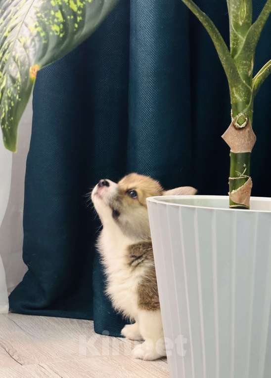 Собаки в Москве: Мальчики коржики Мальчик, 60 000 руб. - фото 6