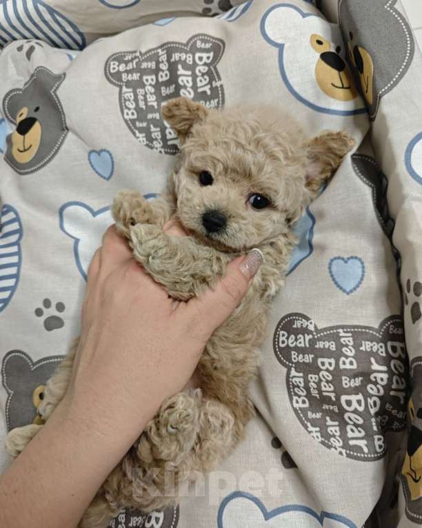 Собаки в Москве: Мальтипу мальчик  Мальчик, 140 000 руб. - фото 3