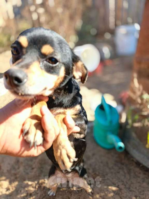 Собаки в Москве: Маленькая собачка в добрые руки Девочка, Бесплатно - фото 7