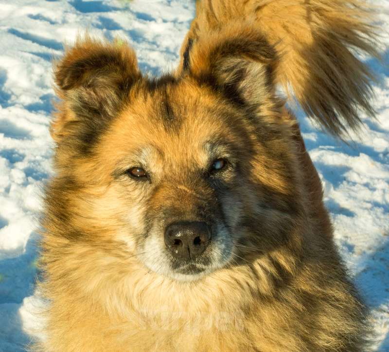 Собаки в Москве: Золотой пёс Витя в Приюте Мальчик, 1 руб. - фото 6