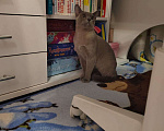 Кошки в Лыткарино: Бурманские котятки Девочка, 20 000 руб. - фото 9