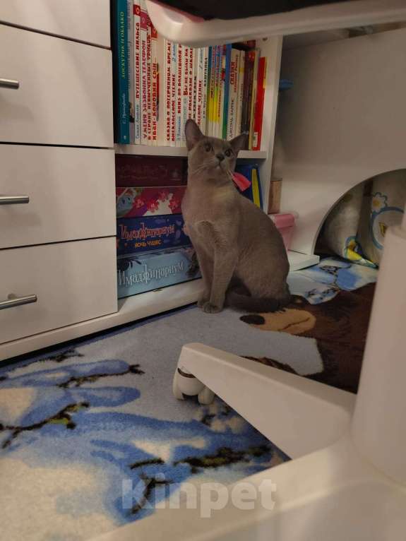 Кошки в Лыткарино: Бурманские котятки Девочка, 20 000 руб. - фото 9