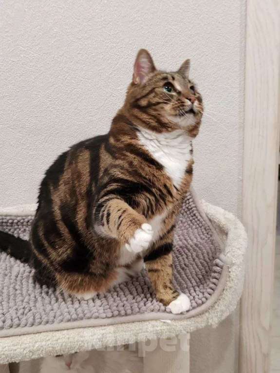 Кошки в Москве: Василиса: уютная булочка с мраморной шубкой ищет семью Девочка, Бесплатно - фото 6