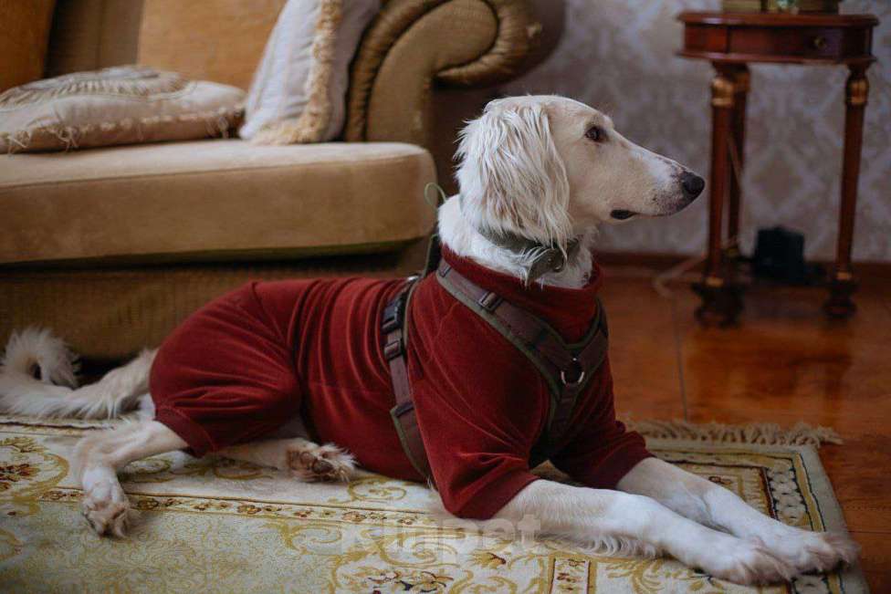 Собаки в Москве: Борзая тазы в дар в добрые руки Мальчик, Бесплатно - фото 4