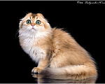 Кошки в Геленджике: золотая длинношерстная шиншилла Девочка, 80 000 руб. - фото 3