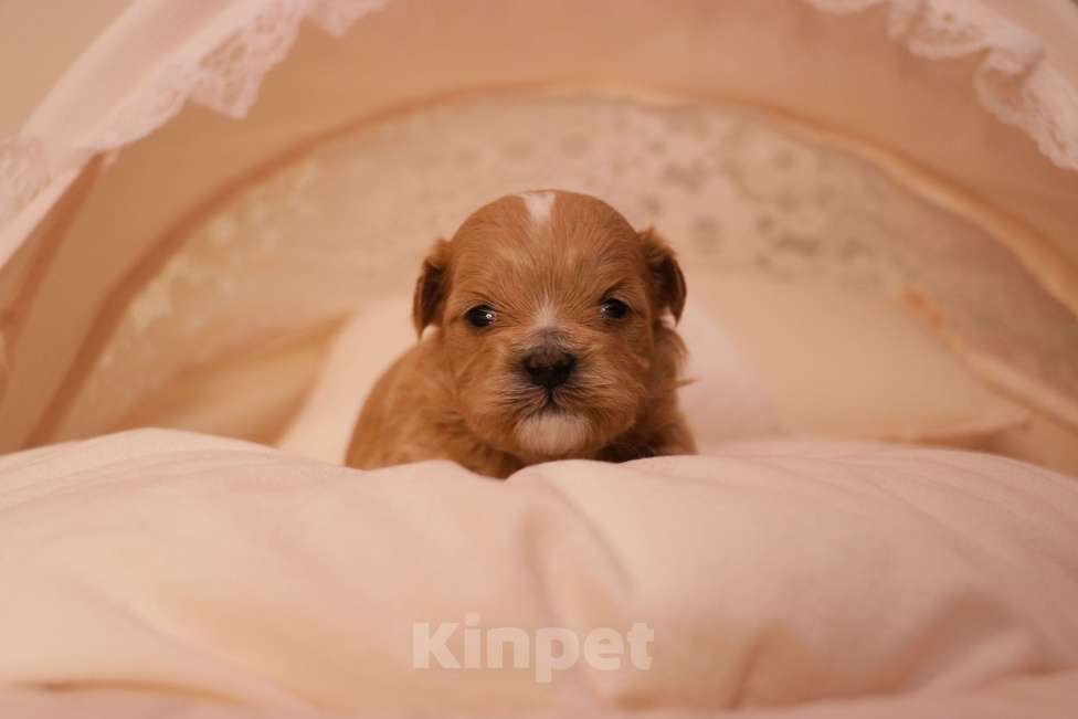 Собаки в Москве: Мальтипу ф1 купить Мальчик, 120 000 руб. - фото 3