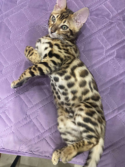 Бенгальские котята ben 24
