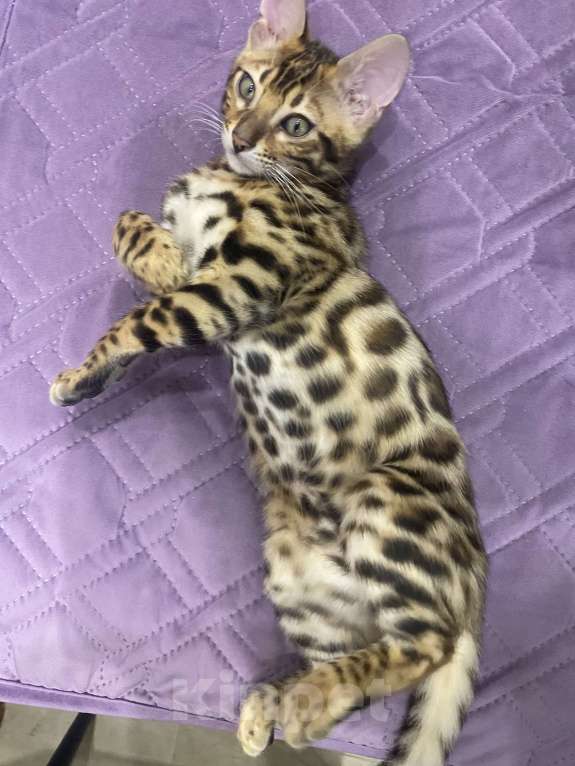 Кошки в Евпатории: Бенгальские котята ben 24 Мальчик, 25 000 руб. - фото 1