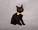 Кошки в Москве: Котенок черный Степа в добрые руки Мальчик, 1 руб. - фото 1