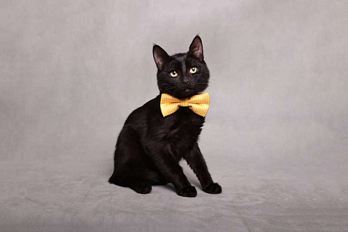 Объявление: Котенок черный Степа в добрые руки, 1 руб., Москва