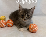 Кошки в Санкт-Петербурге: Котенок Зефирка Девочка, Бесплатно - фото 5